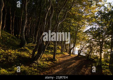 Vallée de printemps, Glücksburg, forêt de feuillus avec contre-jour Banque D'Images