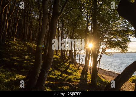 Vallée de printemps, Glücksburg, forêt de feuillus avec contre-jour Banque D'Images