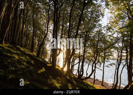 Vallée de printemps, Glücksburg, forêt de feuillus avec contre-jour Banque D'Images
