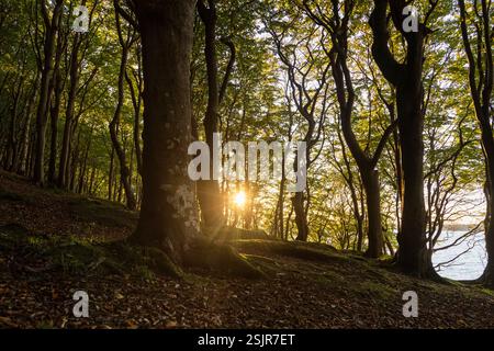 Vallée de printemps, Glücksburg, forêt de feuillus avec contre-jour Banque D'Images