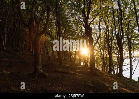Vallée de printemps, Glücksburg, forêt de feuillus avec contre-jour Banque D'Images