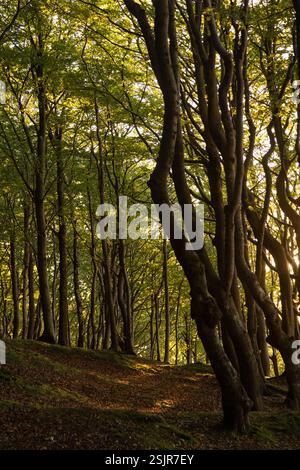 Vallée de printemps, Glücksburg, forêt de feuillus avec contre-jour Banque D'Images