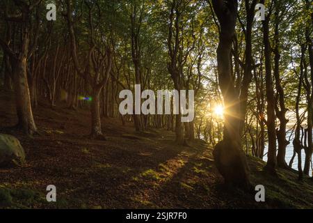 Vallée de printemps, Glücksburg, forêt de feuillus avec contre-jour Banque D'Images