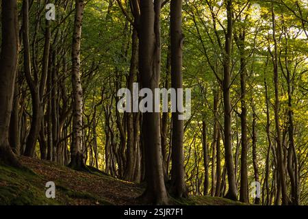 Vallée de printemps, Glücksburg, forêt de feuillus Banque D'Images