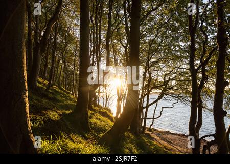 Vallée de printemps, Glücksburg, forêt de feuillus avec contre-jour Banque D'Images