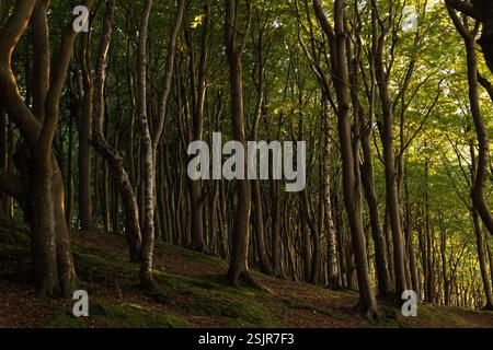 Vallée de printemps, Glücksburg, forêt de feuillus avec contre-jour Banque D'Images