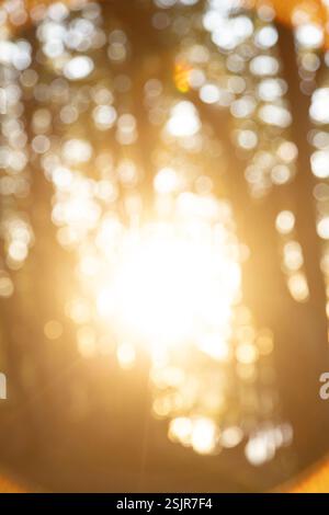 Vallée de printemps, Glücksburg, contre-jour dans la forêt avec flou Banque D'Images