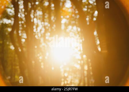 Vallée de printemps, Glücksburg, contre-jour dans la forêt avec flou Banque D'Images