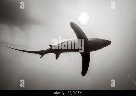 Requin batteur pélagique, Alopias pelagicus, île de Malalpascua, Cebu, Philippines Banque D'Images