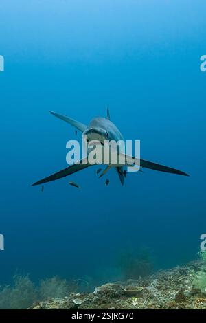 Requin batteur pélagique, Alopias pelagicus, île de Malalpascua, Cebu, Philippines Banque D'Images