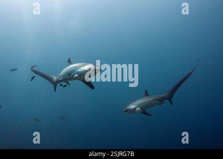 Requin batteur pélagique, Alopias pelagicus, île de Malalpascua, Cebu, Philippines Banque D'Images