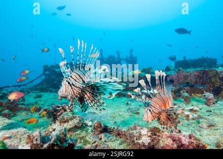 Devil Firefish, Pterois Miles, atoll de Felidhu, de l'Océan Indien, les Maldives Banque D'Images
