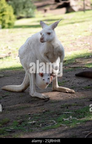 le kangourou occidental a un joey dans sa pouche kangourou albinos est tout blanc avec des yeux roses, des oreilles et le nez. Banque D'Images