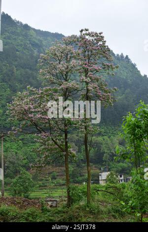Catalpa Mandchourie (Catalpa bungei), Plantae, 中国贵州省黔南布依族苗族自治州龙里县 Banque D'Images