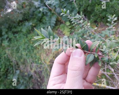 myrte (Myrtus communis), Plantae, Xemxija, St Paul's Bay, Malte Banque D'Images