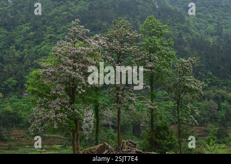 Catalpa Mandchourie (Catalpa bungei), Plantae, 中国贵州省黔南布依族苗族自治州龙里县 Banque D'Images