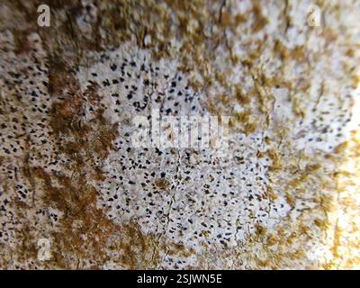 Lichen astérisque (Arthonia radiata), champignons, Rottingdean, Brighton, Royaume-Uni Banque D'Images