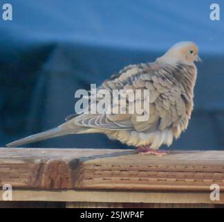 Dove en deuil (Zenaida macroura), Aves, Country Park Rd, Salinas, CA, NOUS, les colombes en deuil s'associent. Lien vers l'observation de la plume de la colombe de deuil : https://www.inaturalist.org/observations/187840760 colombe de deuil (Zenaida macroura) il a un anneau d'oeil bleu et des paupières bleues, des pieds roses, un corps de garniture, jusqu'à 30cm (12 pouces) de long. La queue se rétrécit en pointe. Répandue et commune dans une grande partie de l'Amérique du Nord, du sud du Canada au Panama, y compris les Caraïbes. Trouvé dans une variété d'habitats, des champs agricoles aux zones légèrement boisées. Aime les banlieues, où il se trouve souvent sur les fils téléphoniques a Banque D'Images