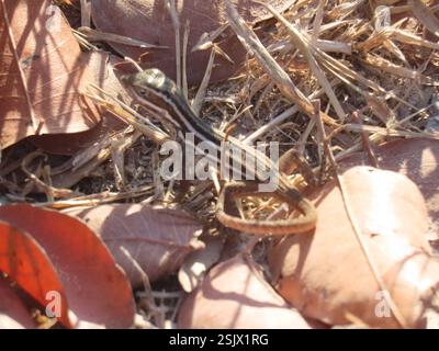 Lézard cubain (Leiocephalus cubensis), Reptilia, Morón, CU-CA, CU Banque D'Images
