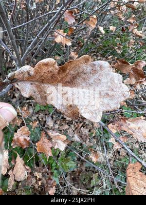 (Quercus garryana × sadleriana), Plantae, comté de Josephine, OREGON, États-Unis, un chêne de gommage à feuilles caduques commun dans la région. Il pourrait s'agir de la forme d'un arbre à retard de croissance, mais je n'ai vu aucune plante de la taille d'un arbre - ils semblaient tous être environ 4-6 pieds de haut. Banque D'Images