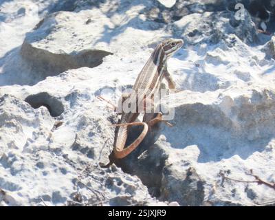 Lézard cubain (Leiocephalus cubensis), Reptilia, Morón, CU-CA, CU Banque D'Images