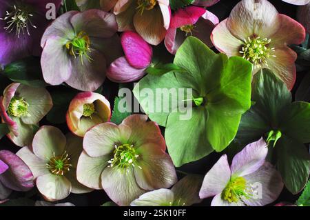 Floral Scape mixte hellebores Lenten Rose - O Banque D'Images