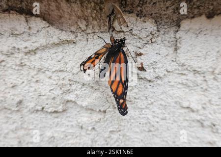 Papillon monarque blessé malformé en sortant de sa chrysalide Banque D'Images