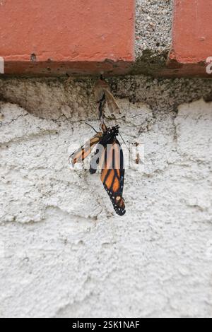 Papillon monarque blessé malformé en sortant de sa chrysalide Banque D'Images