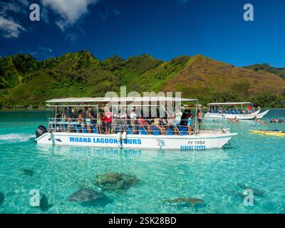 Lagon à Moorea avec requins de récif et raies Banque D'Images
