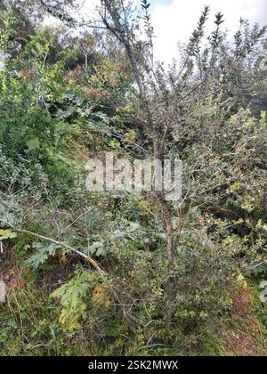myrte (Myrtus communis), Plantae, Xemxija, St Paul's Bay, Malte Banque D'Images