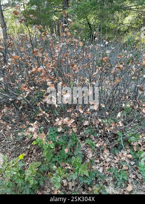 (Quercus garryana × sadleriana), Plantae, comté de Josephine, OREGON, États-Unis, un chêne de gommage à feuilles caduques commun dans la région. Il pourrait s'agir de la forme d'un arbre à retard de croissance, mais je n'ai vu aucune plante de la taille d'un arbre - ils semblaient tous être environ 4-6 pieds de haut. Banque D'Images