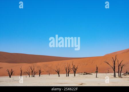 Deadvlei en Namibie a de nombreux arbres squelettiques vieux de 600-700 ans contrastant avec le sel blanc et les dunes de sable rouge Banque D'Images