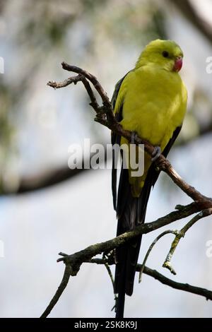 Le perroquet Régent mâle a une apparence jaune générale avec la queue et les bords extérieurs des ailes étant bleu foncé-noir. Banque D'Images