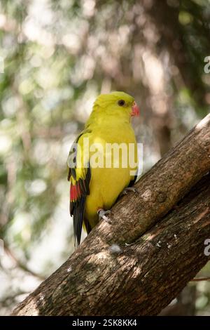 Le perroquet Régent mâle a une apparence jaune générale avec la queue et les bords extérieurs des ailes étant bleu foncé-noir. Banque D'Images