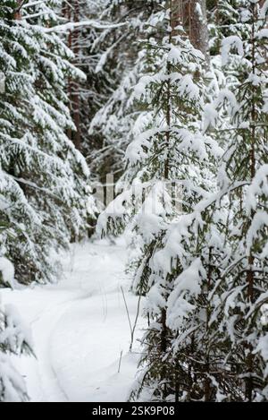Forêt couverte de neige hivernale, avec d'énormes calottes de neige sur les sapins et les pins Banque D'Images