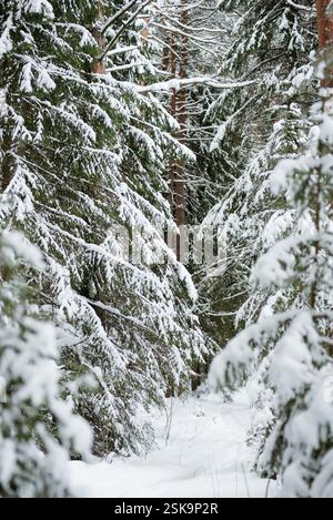 Forêt couverte de neige hivernale, avec d'énormes calottes de neige sur les sapins et les pins Banque D'Images