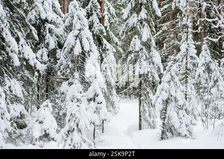 Forêt couverte de neige hivernale, avec d'énormes calottes de neige sur les sapins et les pins Banque D'Images