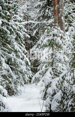 Forêt couverte de neige hivernale, avec d'énormes calottes de neige sur les sapins et les pins Banque D'Images