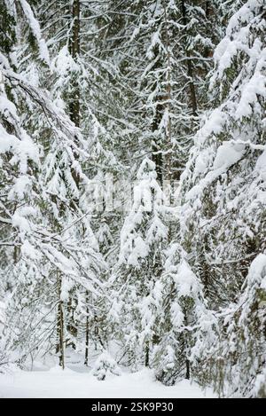 Forêt couverte de neige hivernale, avec d'énormes calottes de neige sur les sapins et les pins Banque D'Images