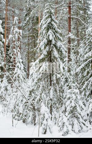 Forêt couverte de neige hivernale, avec d'énormes calottes de neige sur les sapins et les pins Banque D'Images