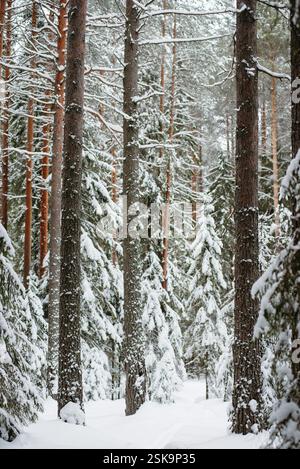 Forêt couverte de neige hivernale, avec d'énormes calottes de neige sur les sapins et les pins Banque D'Images