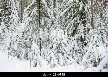 Forêt couverte de neige hivernale, avec d'énormes calottes de neige sur les sapins et les pins Banque D'Images