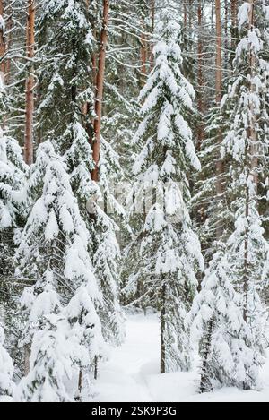 Forêt couverte de neige hivernale, avec d'énormes calottes de neige sur les sapins et les pins Banque D'Images