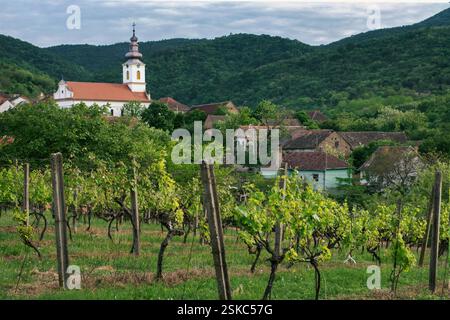 Petit village pittoresque avec une église orthodoxe sur la pente de la colline à travers le vignoble Banque D'Images