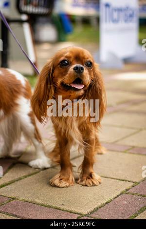 Portrait extérieur de chien Cavalier King Charles Spaniel couleur rubis Banque D'Images