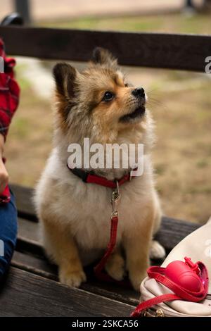 Chien Spitz allemand sur un banc de parc Banque D'Images
