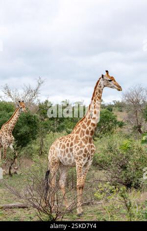 Deux girafes se promènent dans la savane en Afrique du Sud. Parc national Kruger, safari, animaux dans l'habitat naturel, faune Banque D'Images