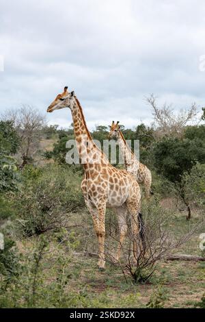 Deux girafes se promènent dans la savane en Afrique du Sud. Parc national Kruger, safari, animaux dans l'habitat naturel, faune Banque D'Images