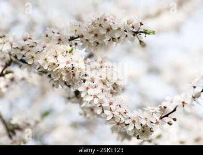 Branche de prunier Mirabelle avec de belles fleurs blanches. Mise au point sélective. Fond de printemps de la nature. Banque D'Images