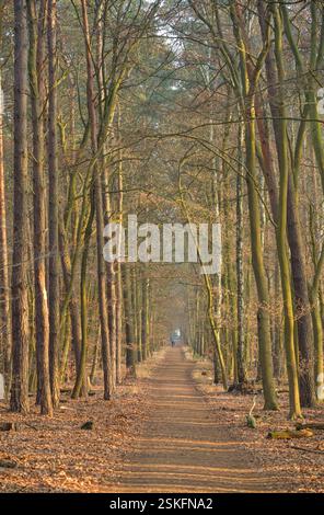 Waldweg, Spandauer Forst, Hakenfelde, Spandau, Berlin, Deutschland *** Waldweg, Spandauer Forst, Hakenfelde, Spandau, Berlin, Allemagne Banque D'Images